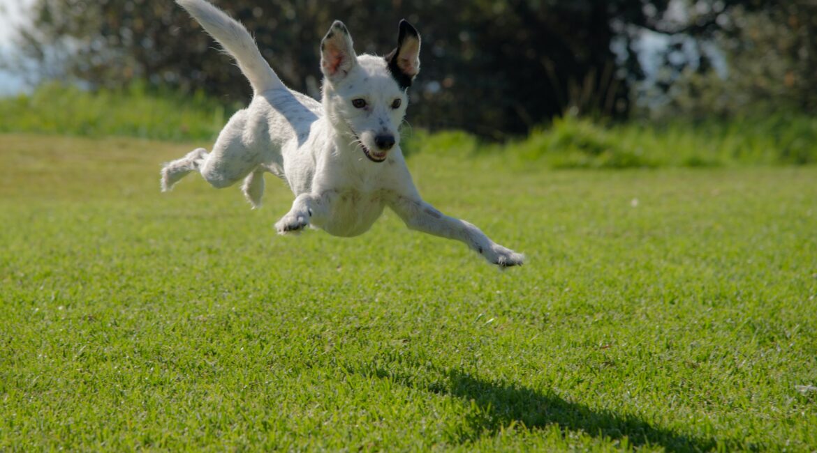 Hyperaktiver Hunde Workshop 1/3