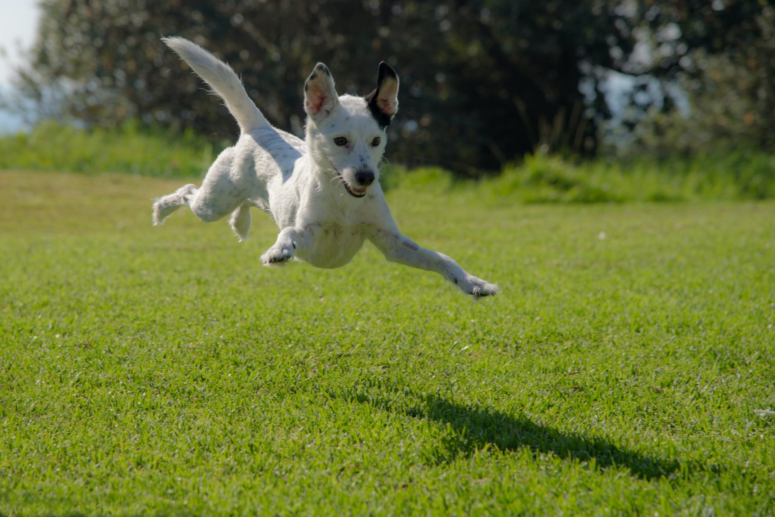 Hyperaktiver Hunde Workshop 1/3