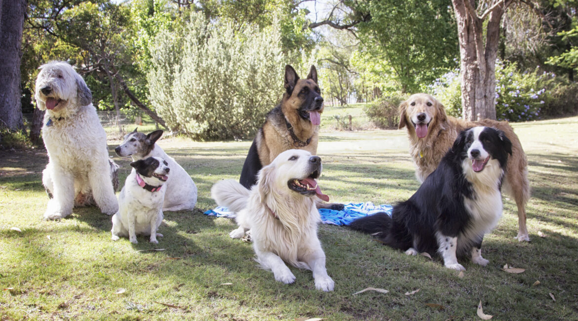 Seven dogs of various breeds in a garden in Australia